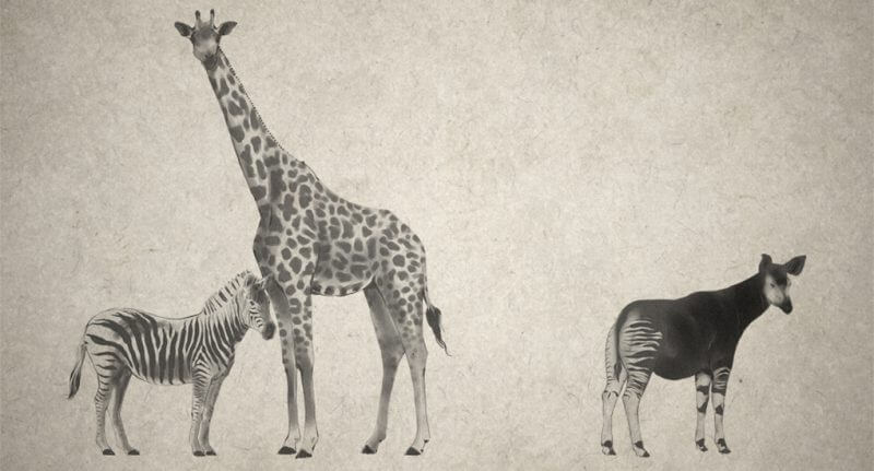 6645307239_2833af38be_o-copy